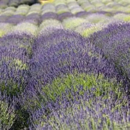 2 Pers Au Lavandou, Pres Plage, Parking, Menage Inclus - Fr-1-251-78 Appartement