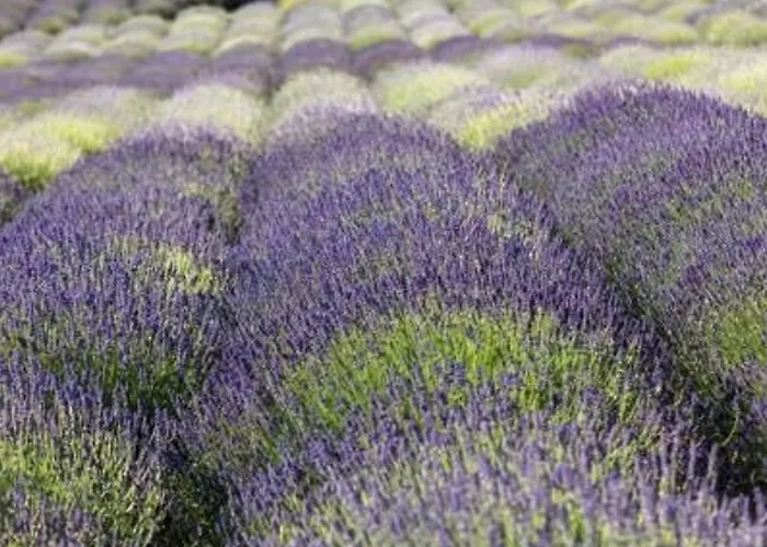 2 Pers Au Lavandou, Pres Plage, Parking, Menage Inclus - Fr-1-251-78 Daire